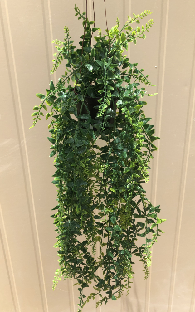 Hanging Baker Fern in Pot